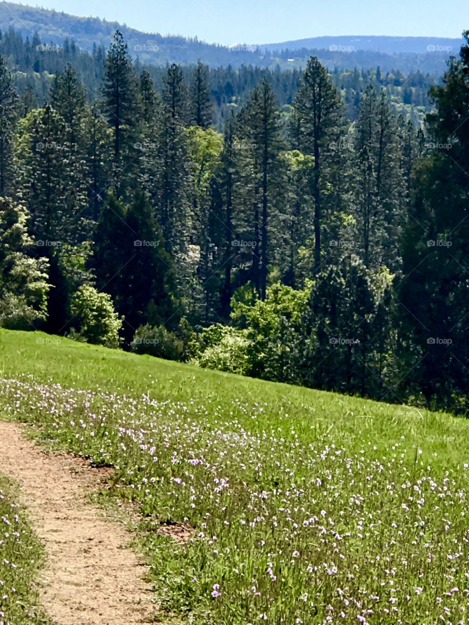 Meadow path