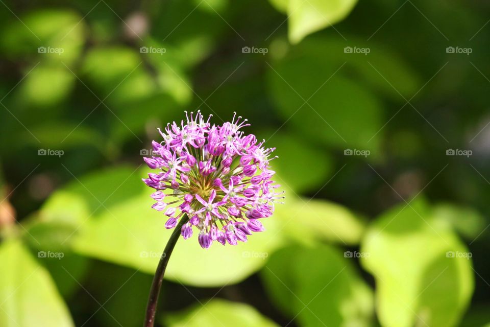 This little guy woke up when the spring came. Perfect composition of green and pink!