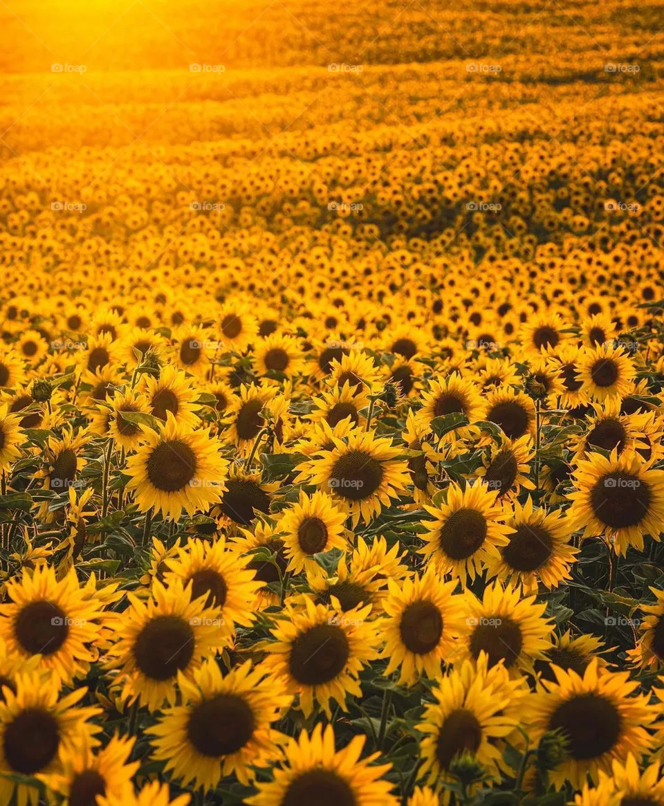 sunflower