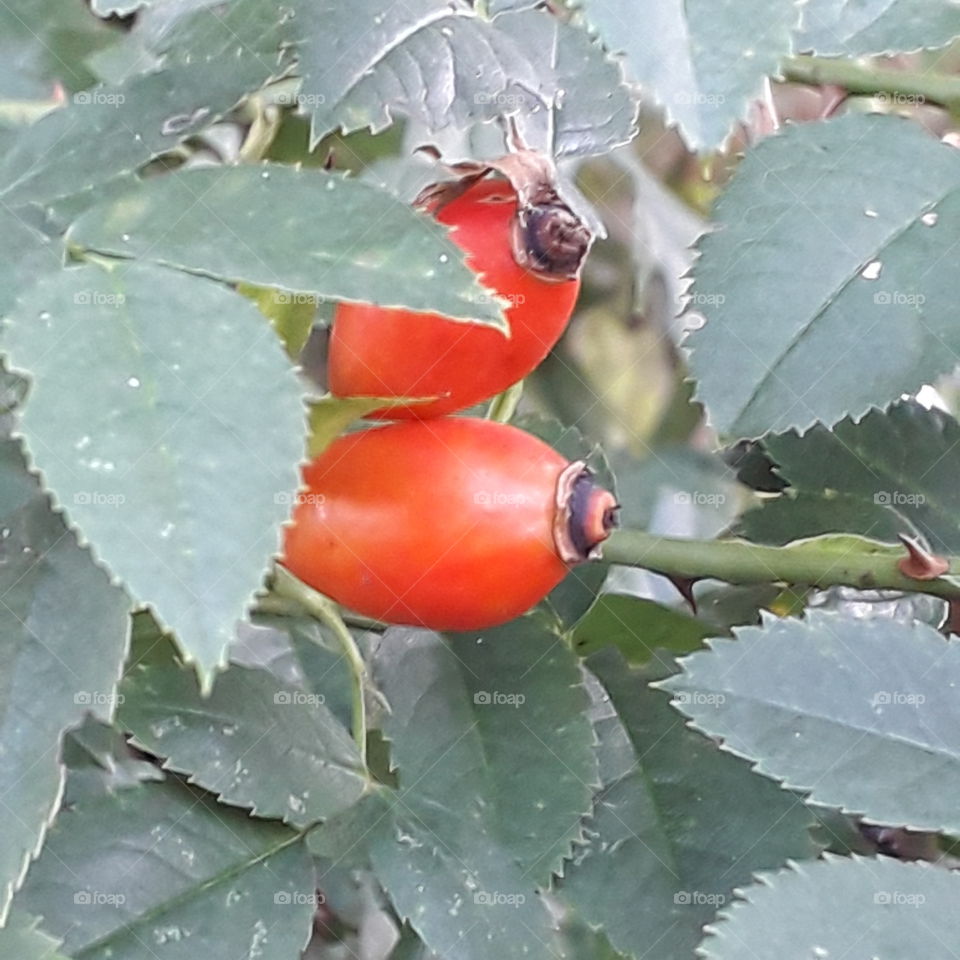 red fruits of a wild rose