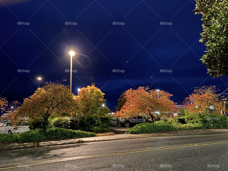 Autumn leaves at night