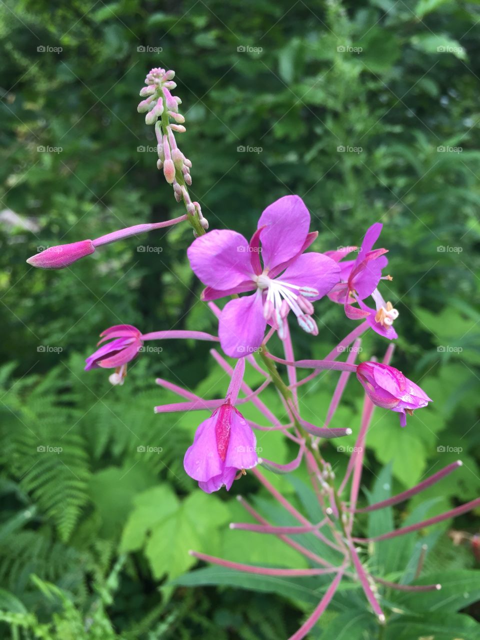 Purple mountain flower 