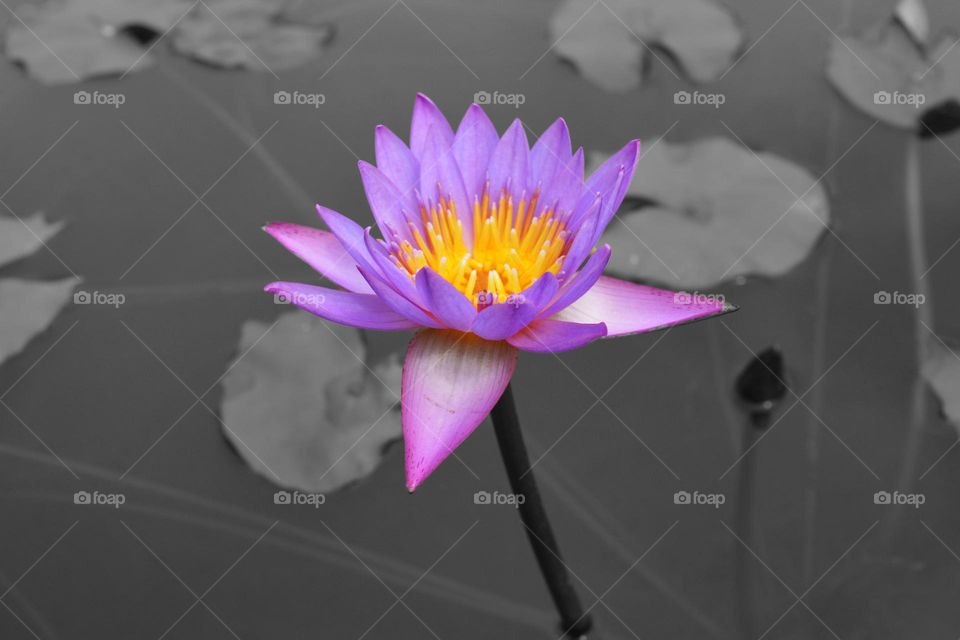 lotus flower lake background