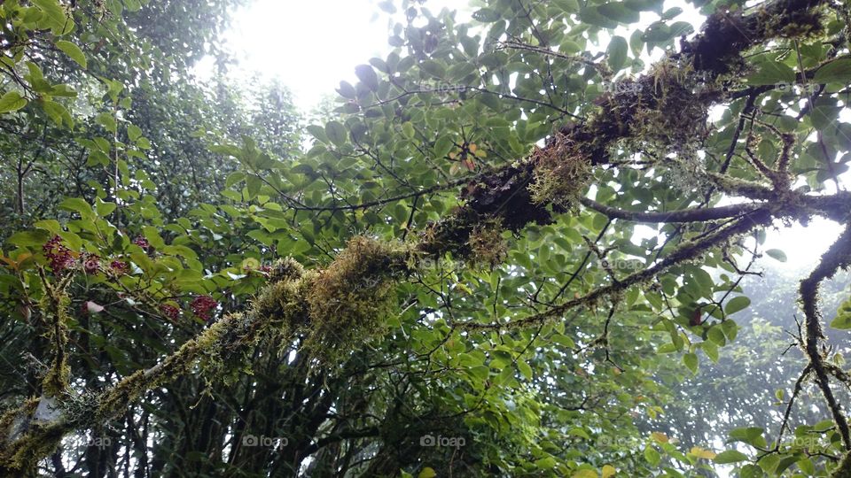 green Moss on trees. Moss on trees above our heads. at Doi inthanon National Park, ChiangMai Thailand