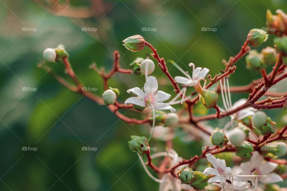 clerodendrum flower's