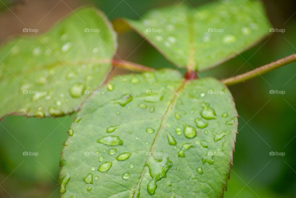 Rain soaked leaves of rose bush