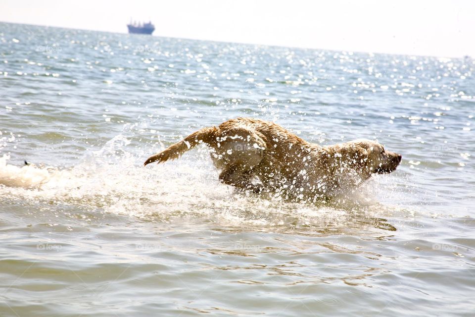 Счастливый и полный энергии бегущий по воде 