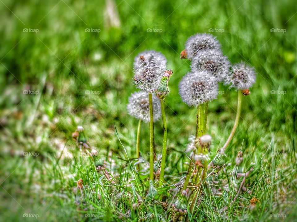 Dandelion 