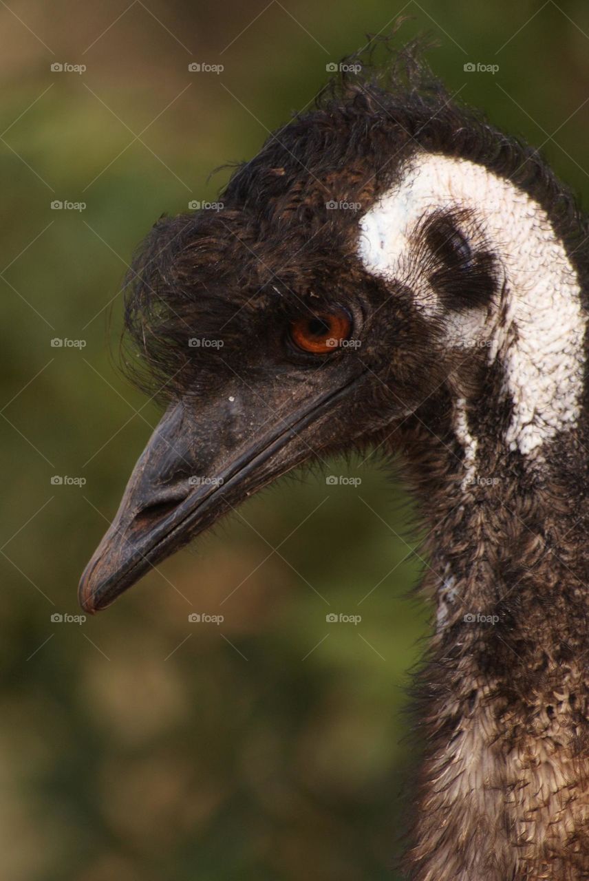 A close up shot of an emu 