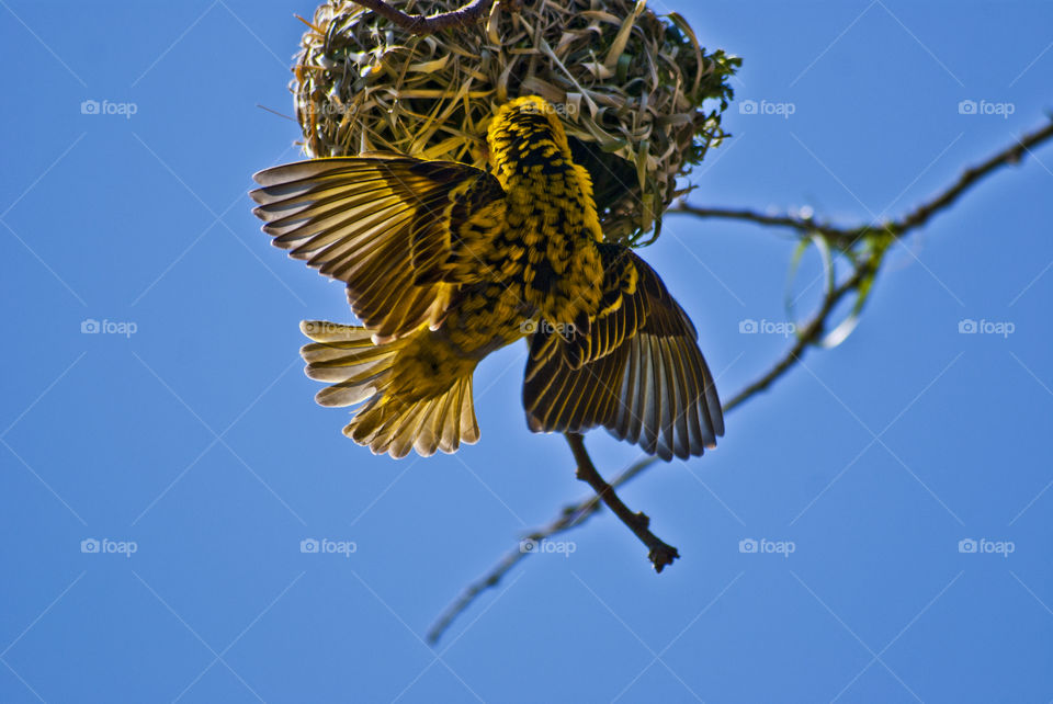 weaver building a nest