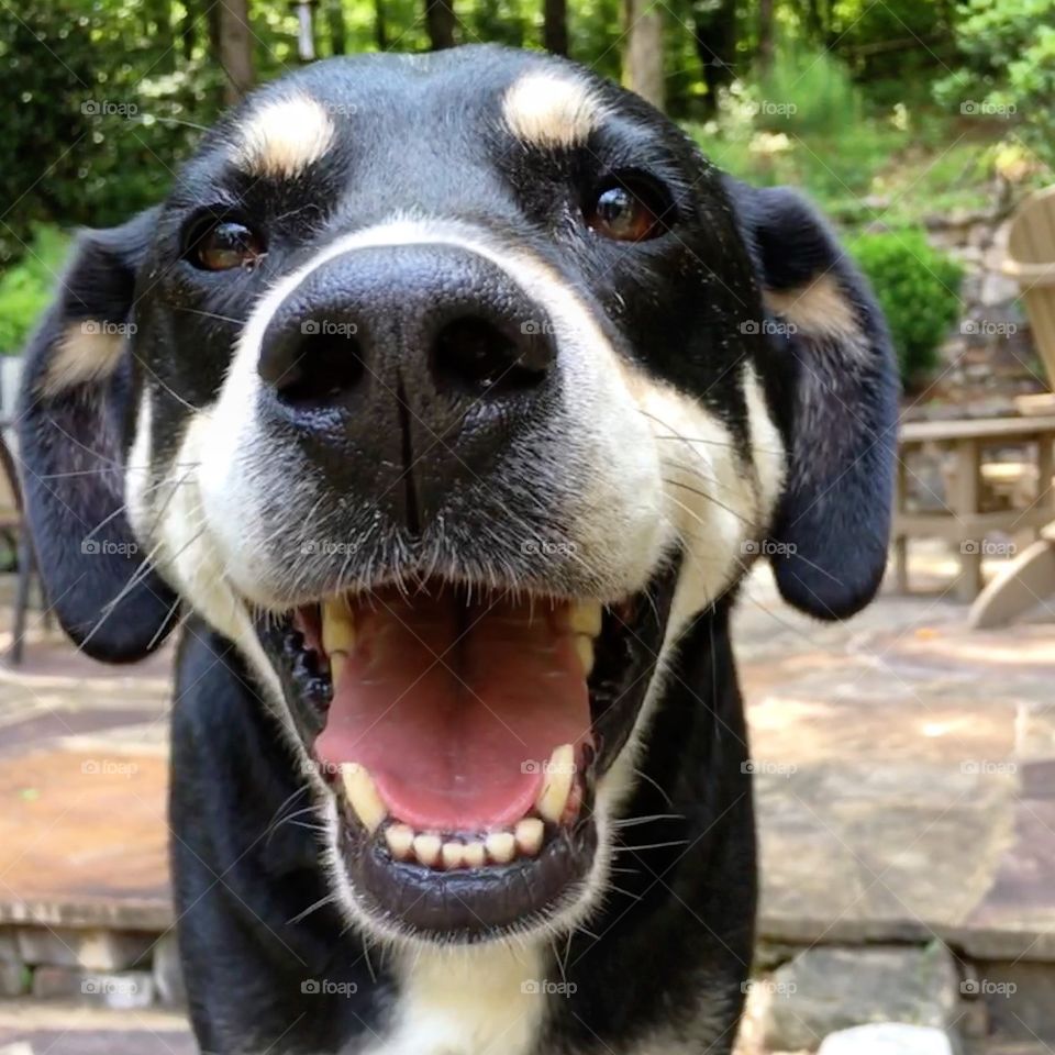 When you are a happy dog and you know it! Look at this smiling pup. 