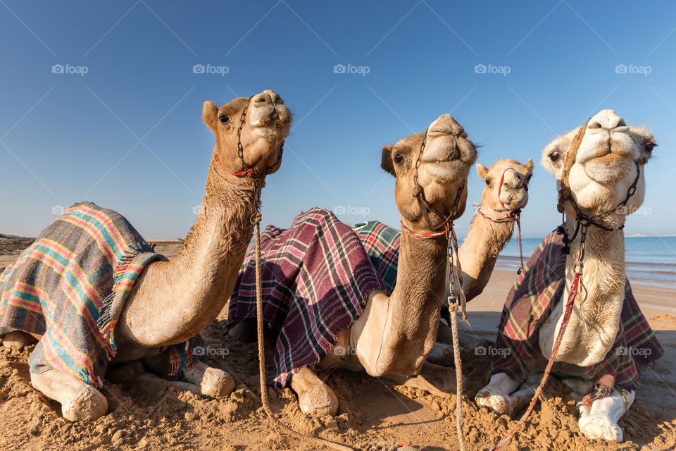 Cute camels at the beach