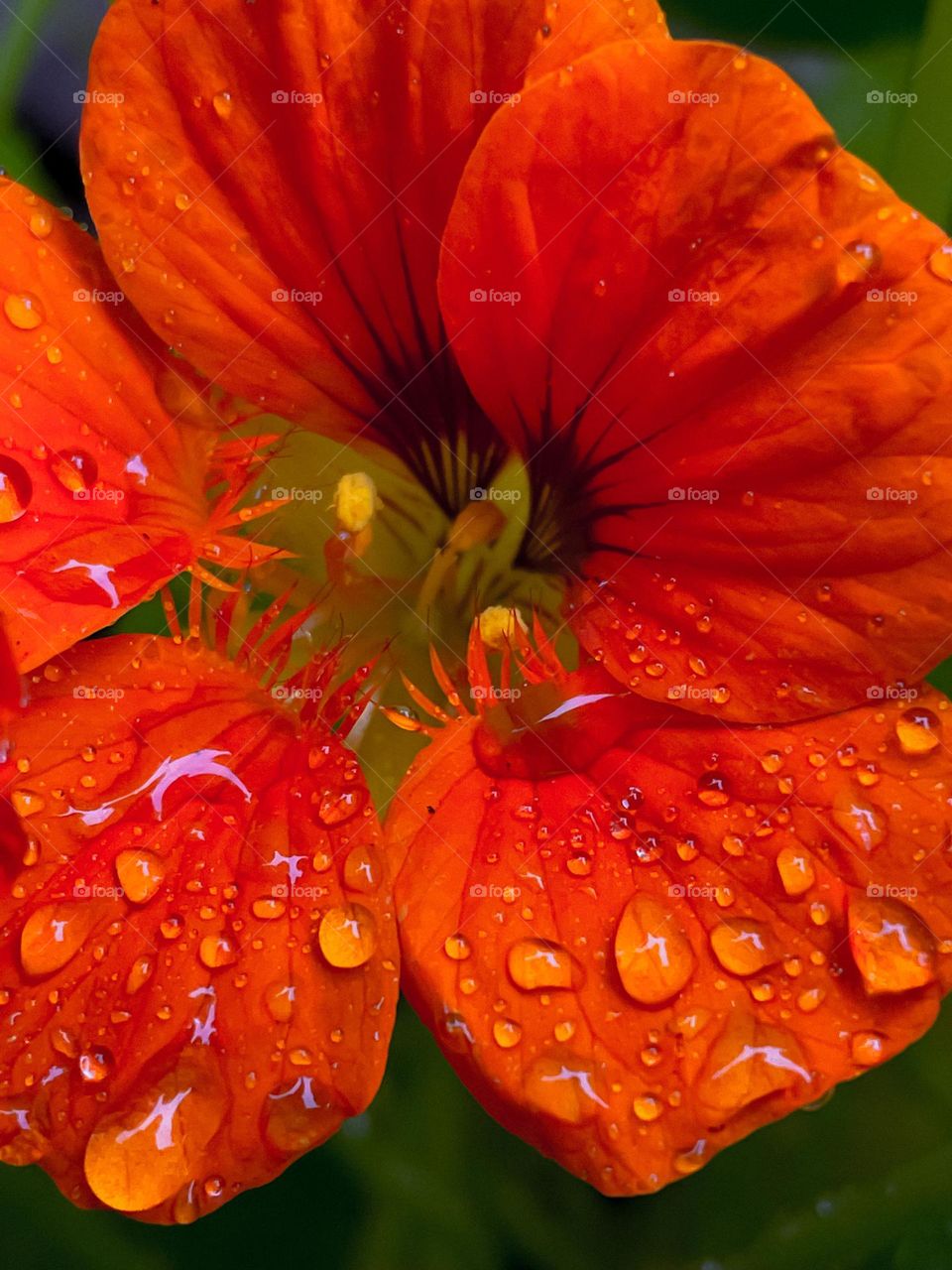 Orange flower rain drops raindrops dewy pretty beautiful phone photo picture image photography closeup close up zoomed color colorful nature plant water drops rain life living petals country garden flowers spring vibes 