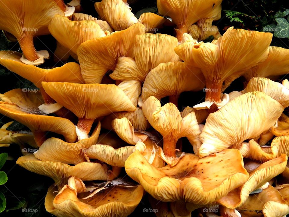 mushrooms