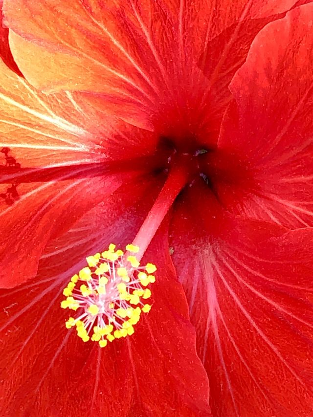 Hibiscus