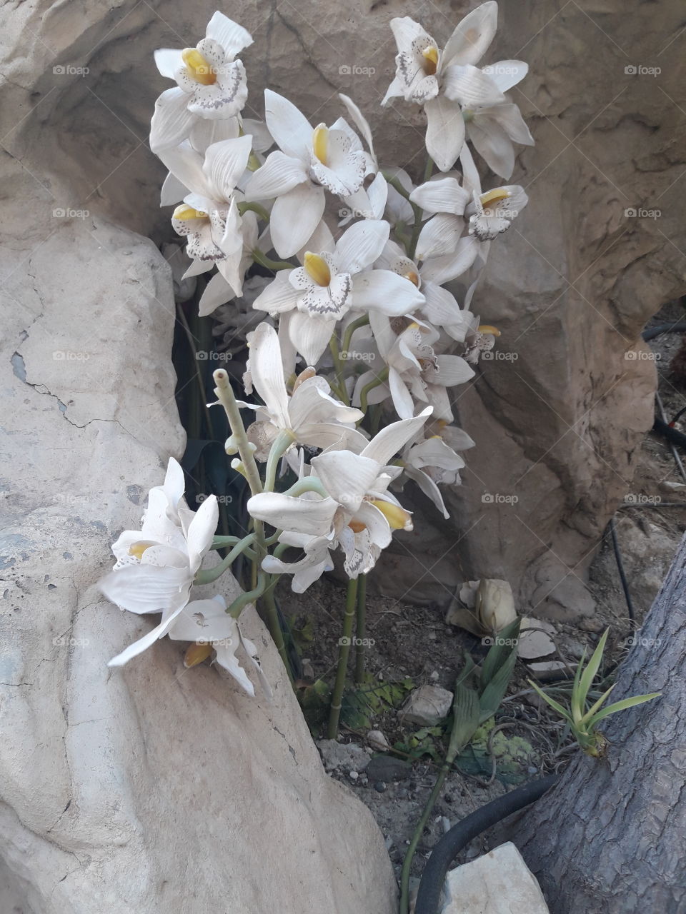 white diferent beautiful flower