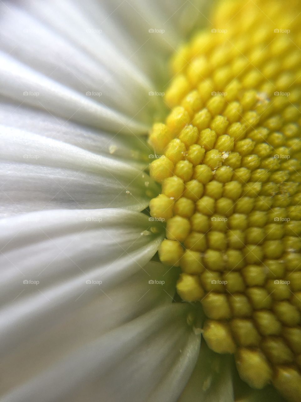 Close up daisy
