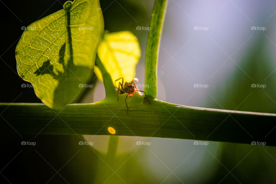 ant looking over twig of a plant
