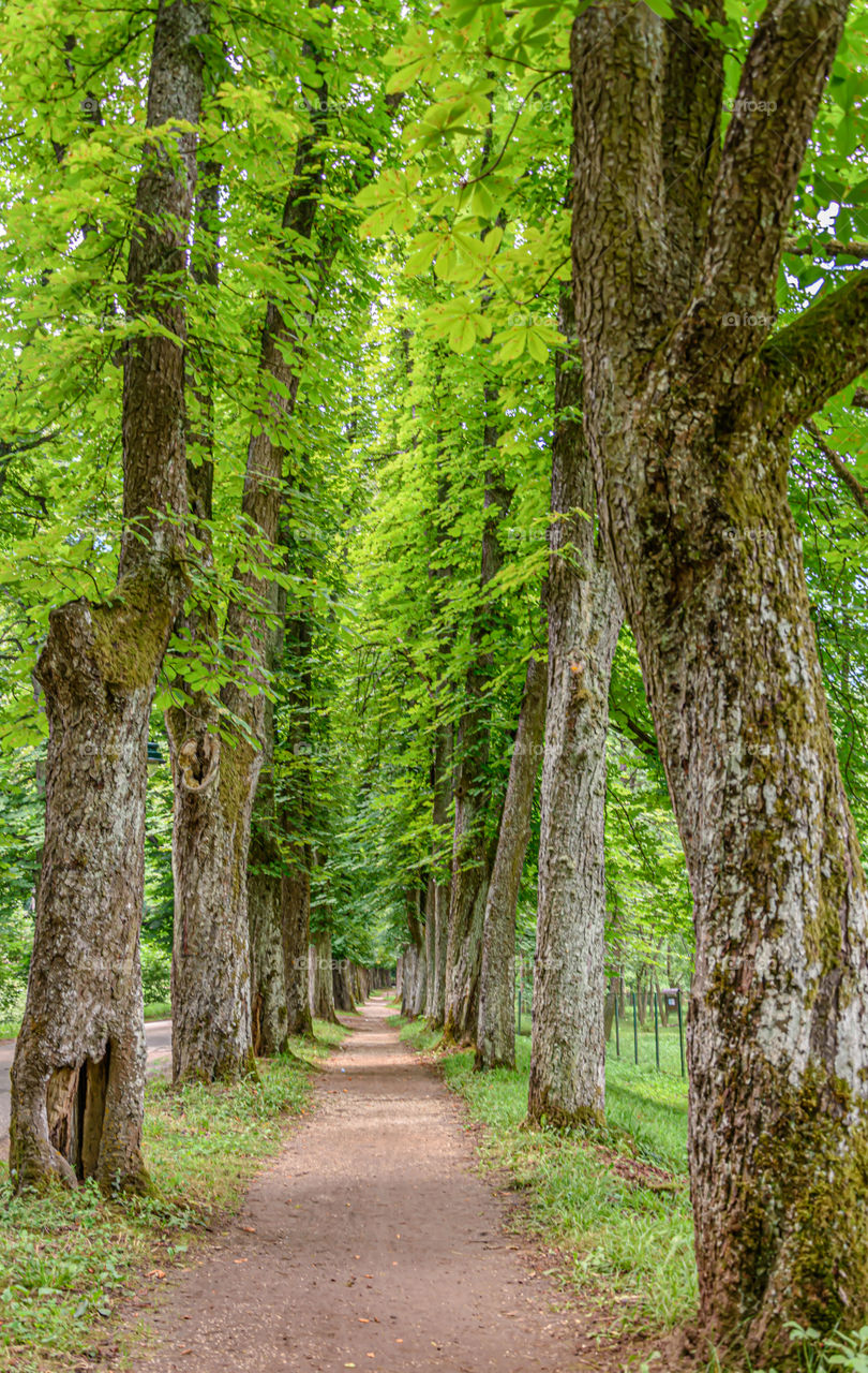 Tree alley