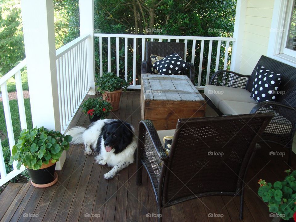 Dog on Porch