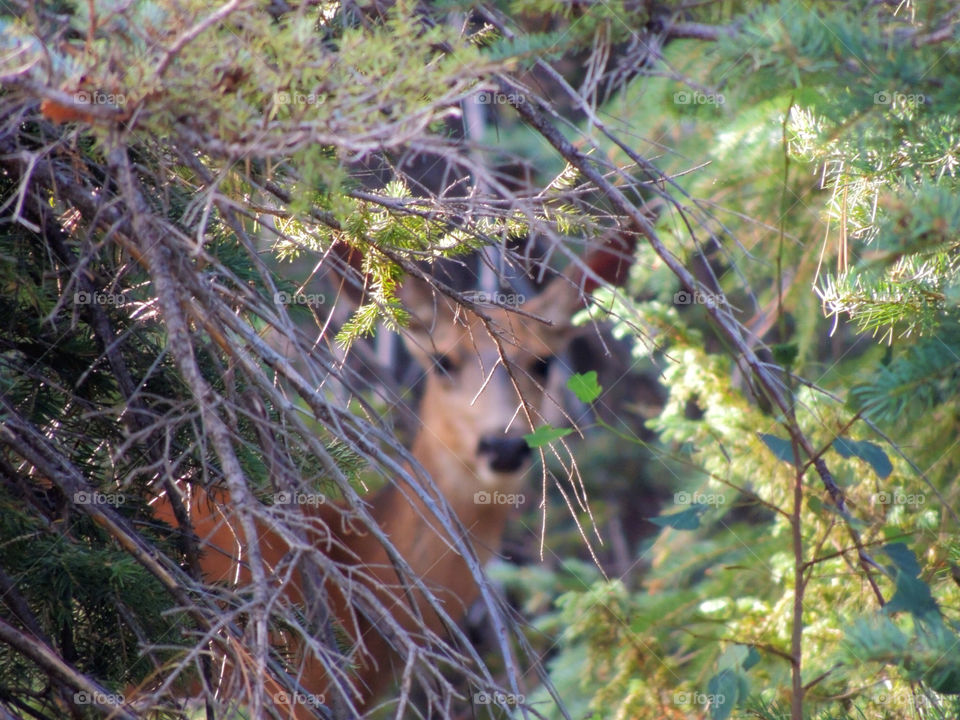 trees forrest deer grand canyon national park by thordestroyer