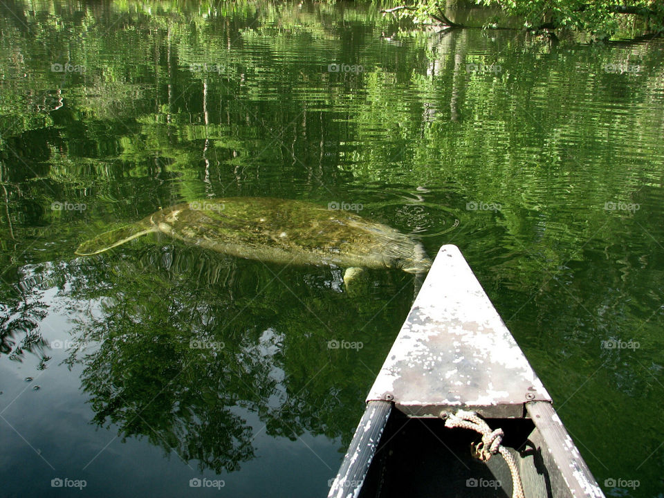 Canoeing on the Wakulla River, south of Tallahassee. Florida