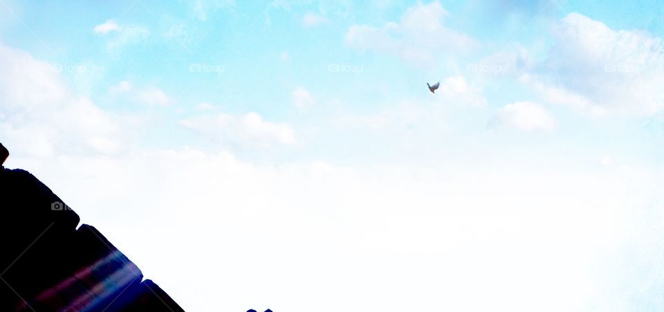 a bird flying in the sky going somewhere