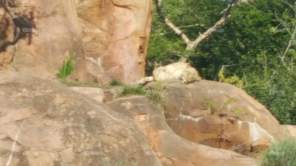 A female lion sleeps comfortably high in the rocks at Animal Kingdom at the Walt Disney World Resort in Orlando, Florida.