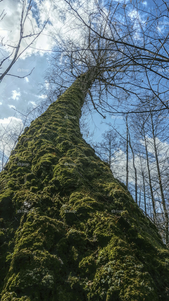 View of tree covered in moss against cloudy sky