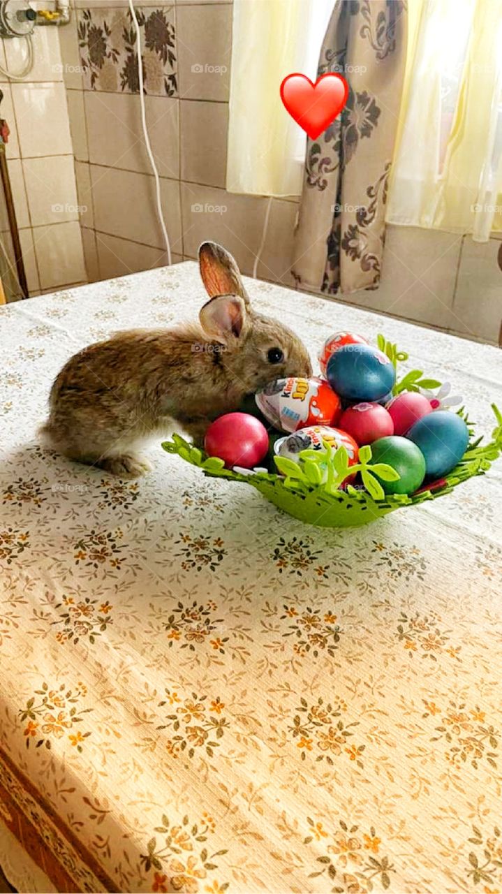 Little rabbit during Easter period