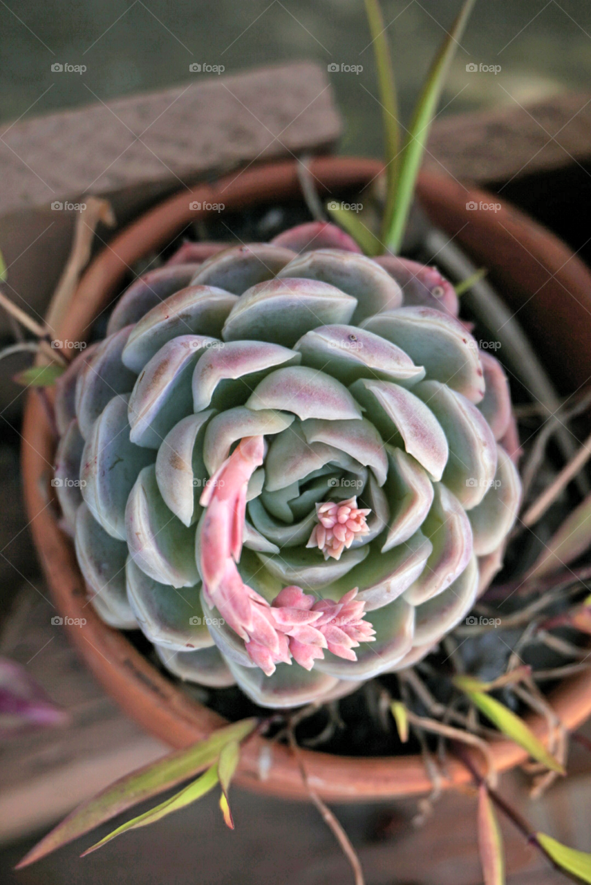 Succulent
Echeveria Elegans Gesneden Springs 
California