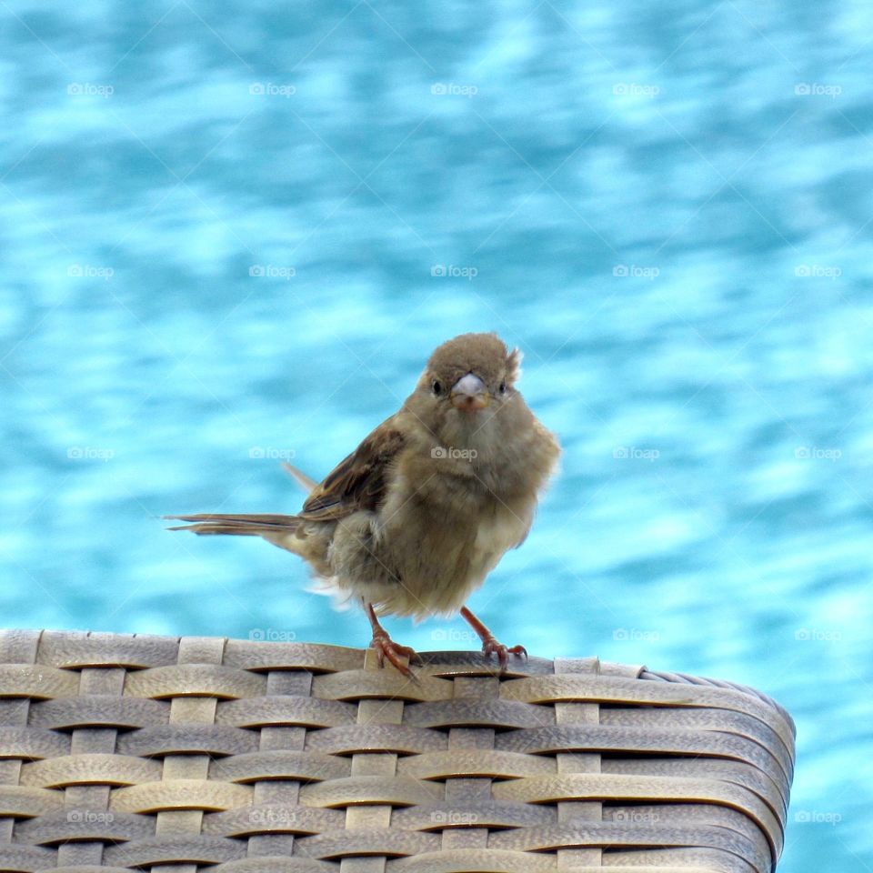 Little bird on chair