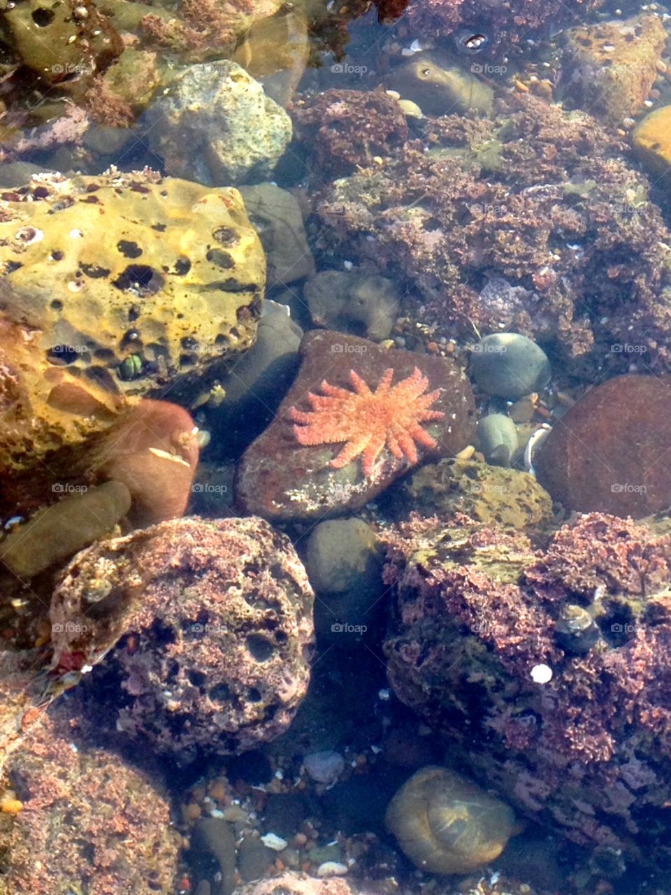 Tide Pools . This photo was taken at Avila Beach, California. Sea urchins, rocks, and coral. 