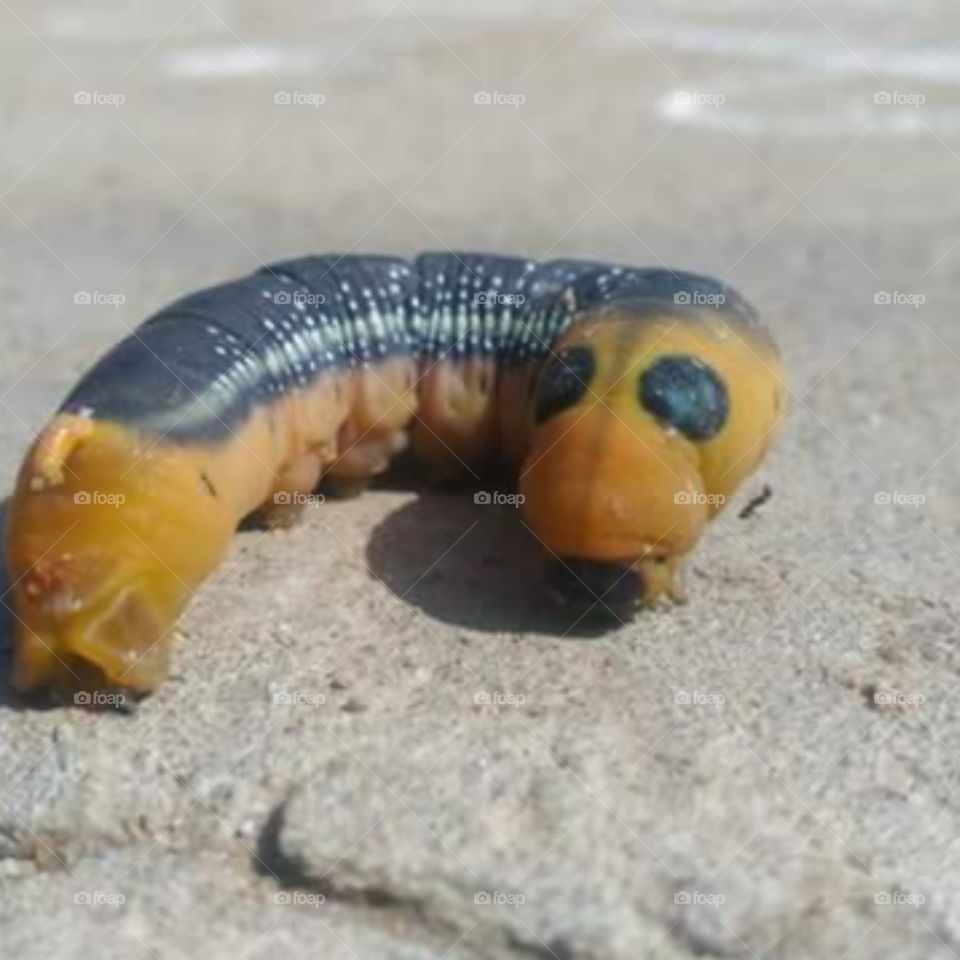 gaint of Insectarium