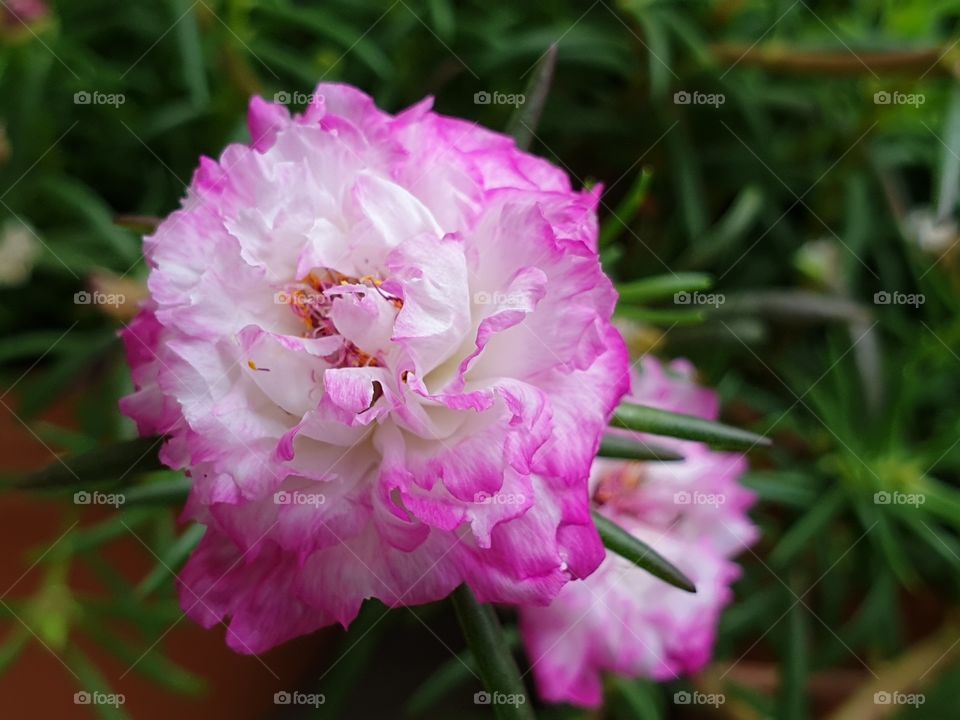 the Portulaca Grandiflora