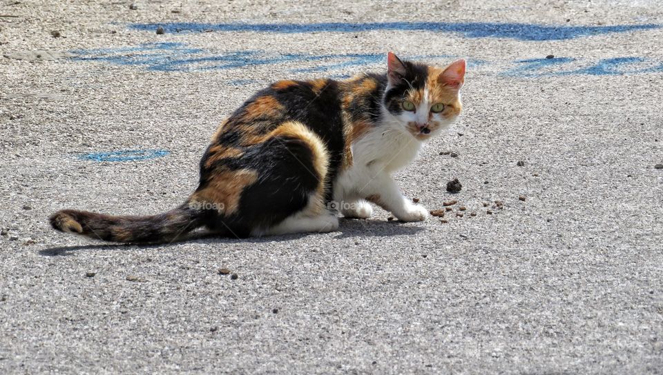 Italian cat