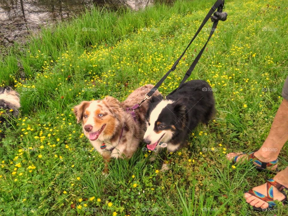 Two Australian Shepards on a walk