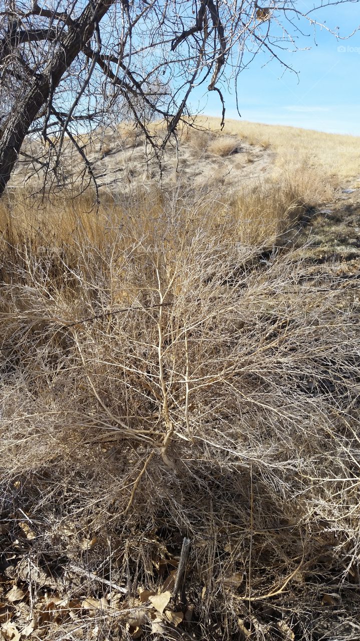 Flat Tumbleweed