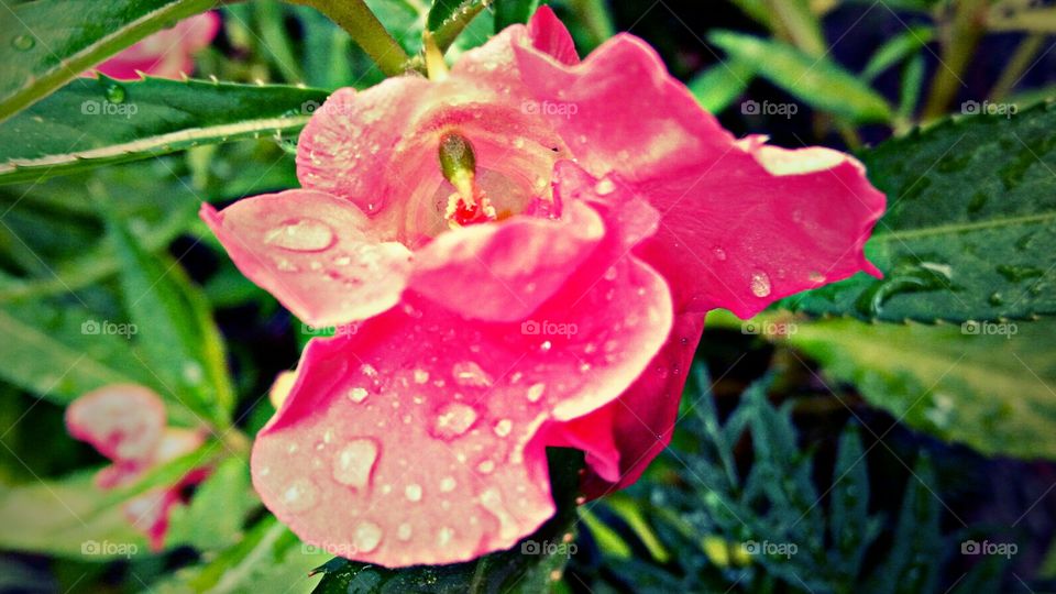 Flower with droplets