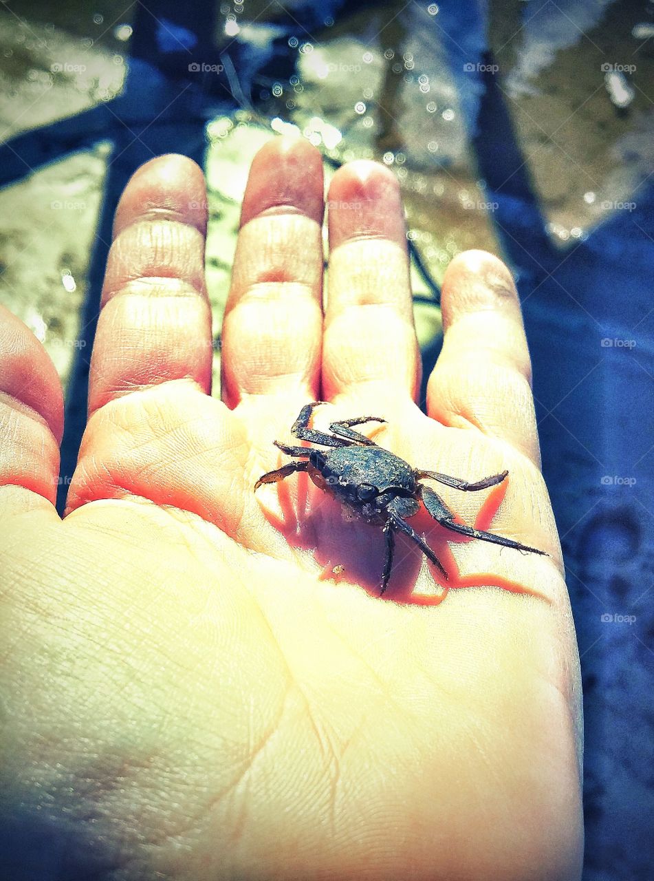 fiddler crab