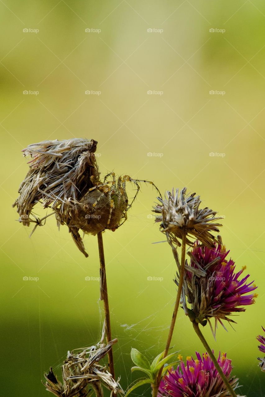 Closeup of green lynx spider protecting her egg sac on the amaranth bloom as summer ended