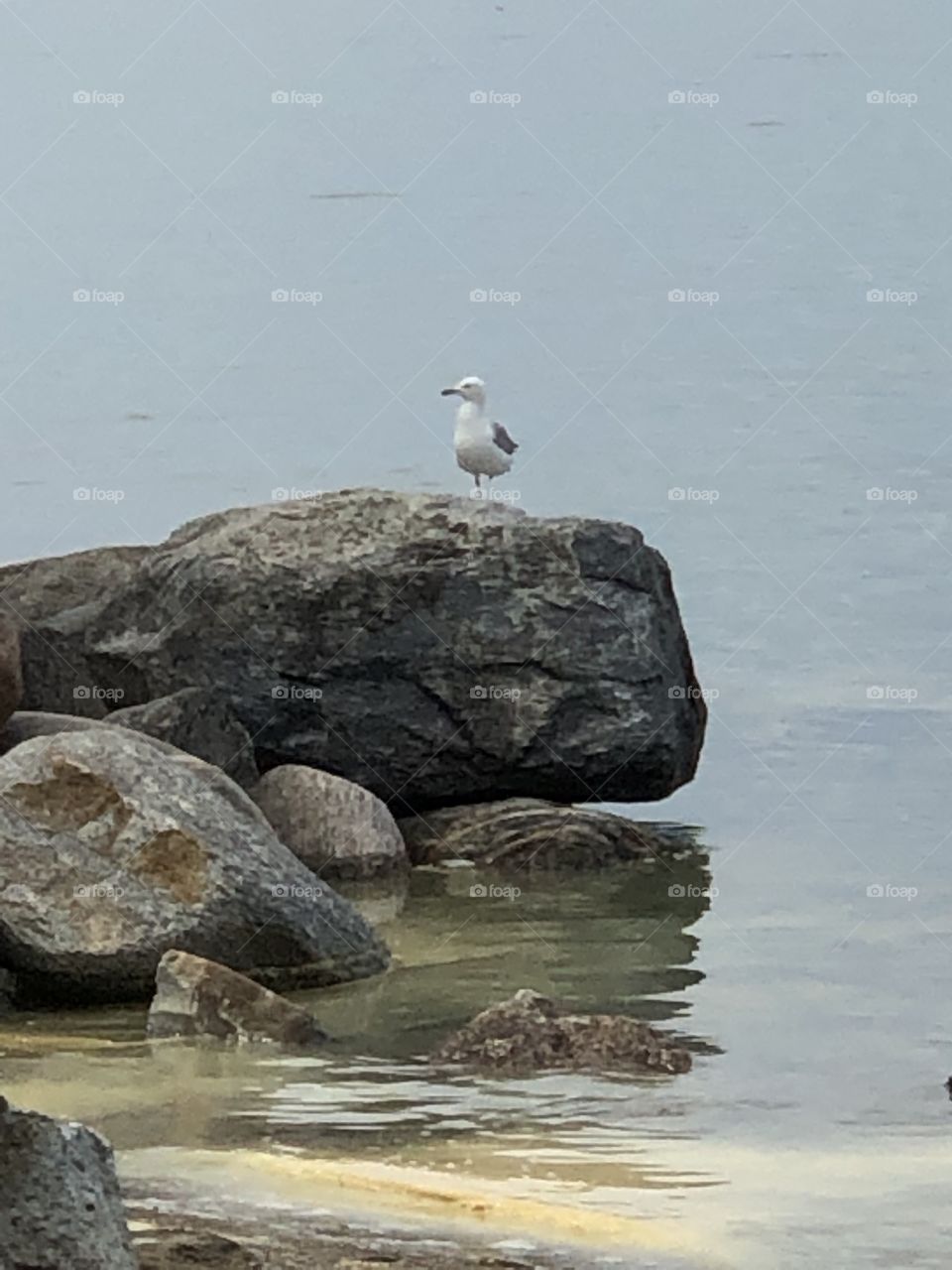 A Seagull Standing On A Rock on Georgian Bay Canada