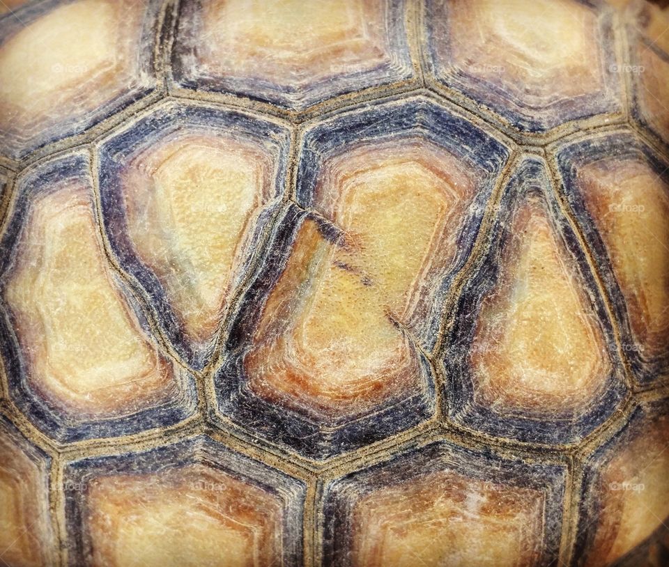 Desert Tortoise Shell
