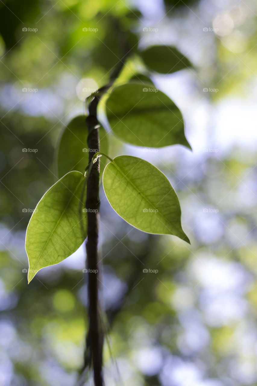 shadows of leafs