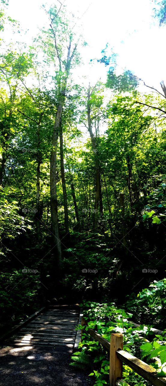 Tree Pano 2. A vertical panorama of trees