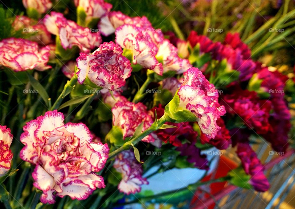 Violet and white Carnation flower