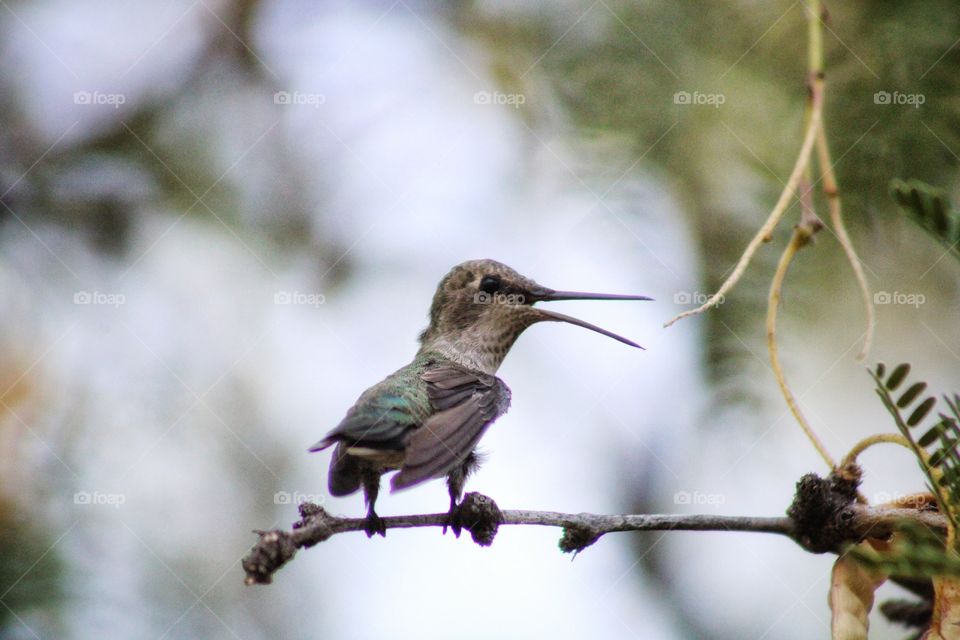 hummingbird and the twig