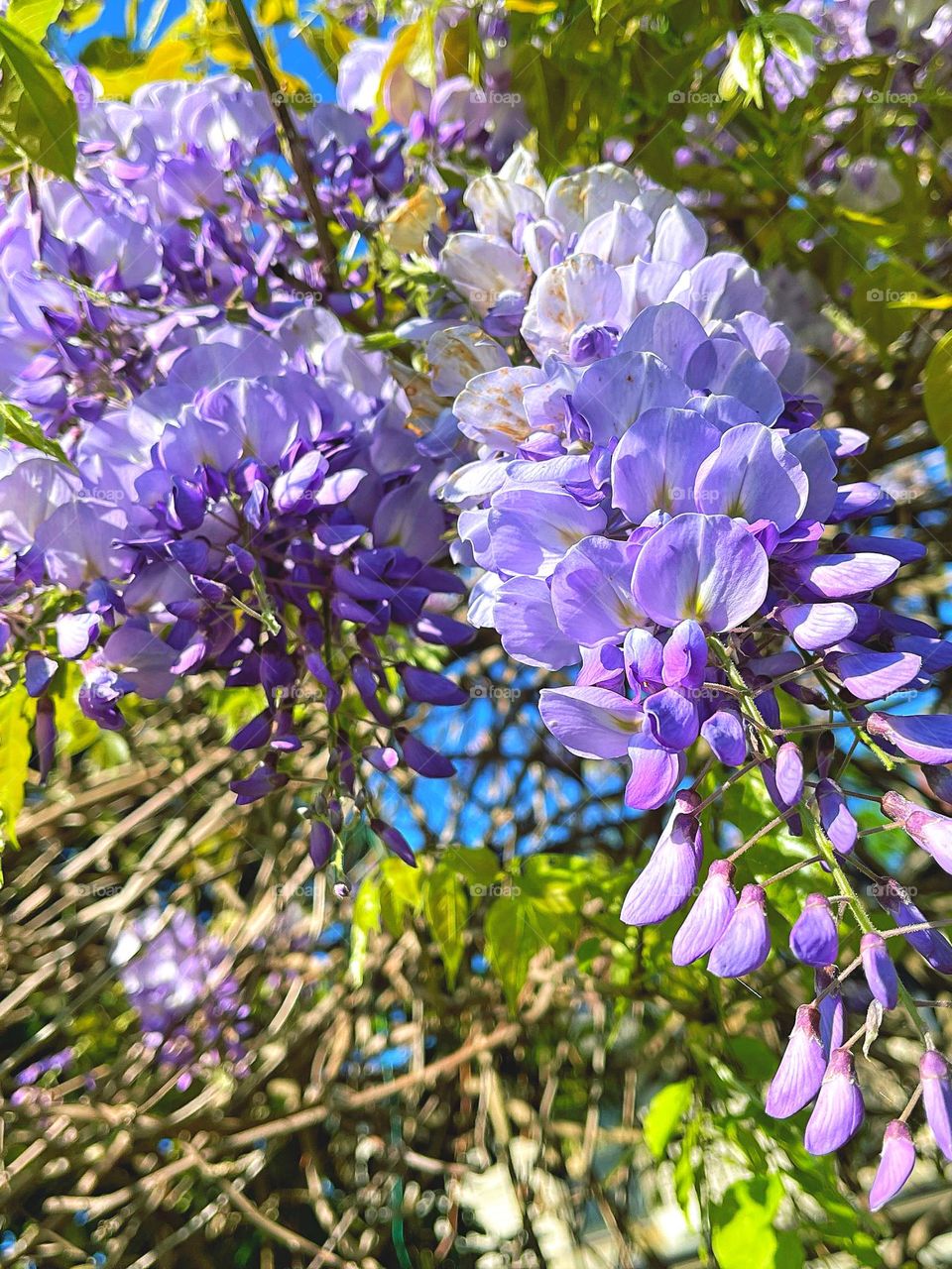 Wisteria cascading over a fence 