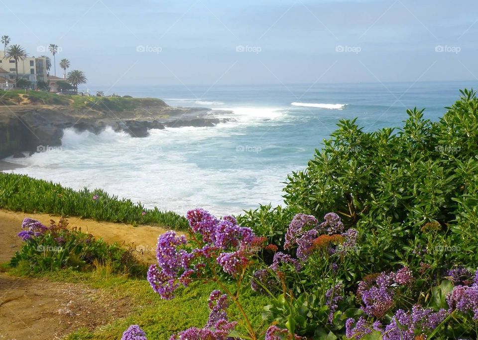 Foggy Ocean cove with purple flowers