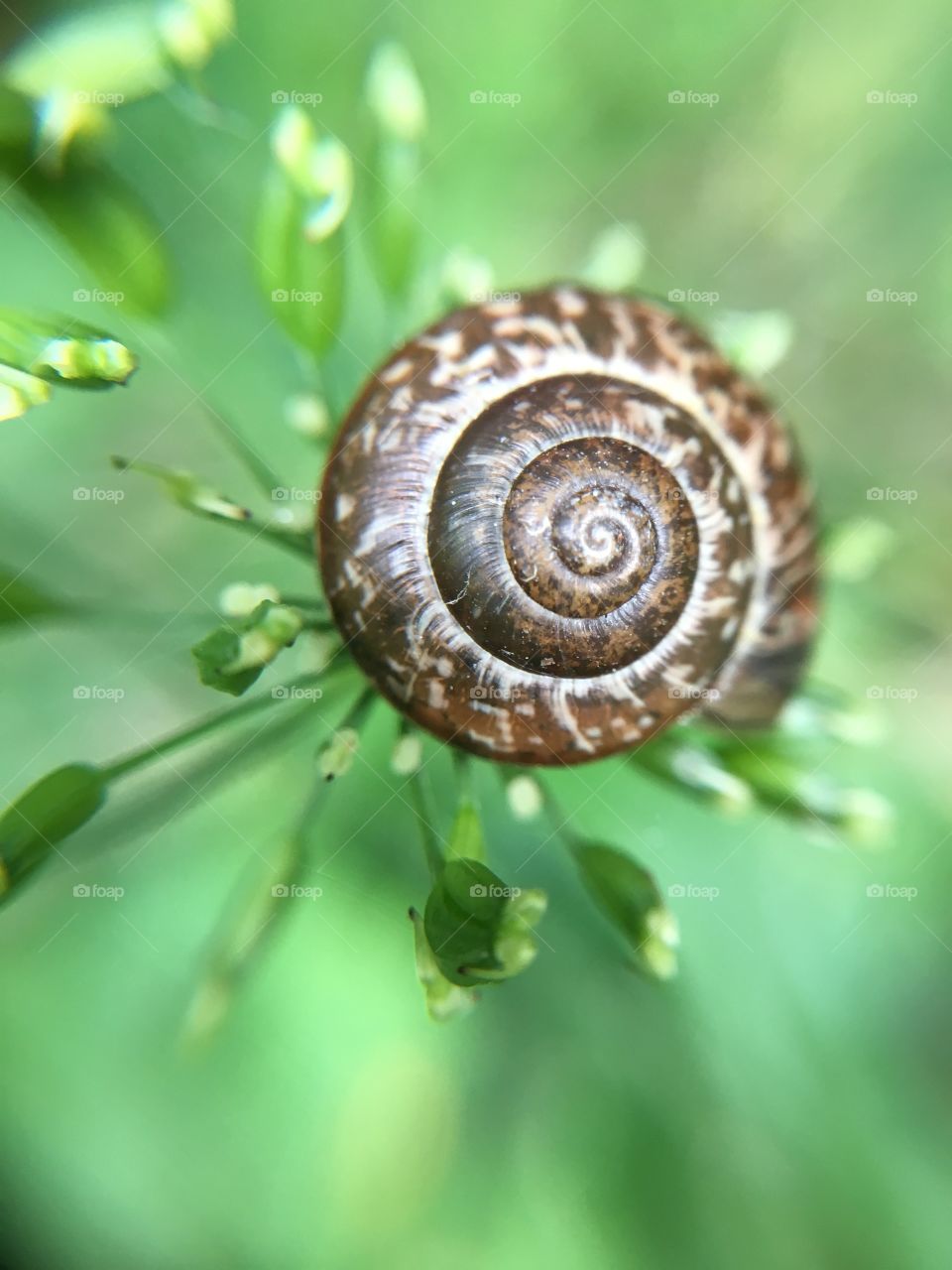Patterned snail